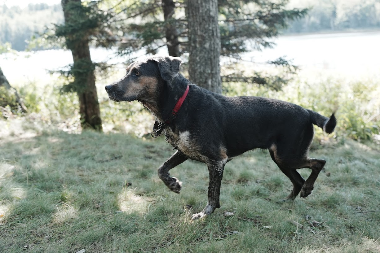 Image of Animal