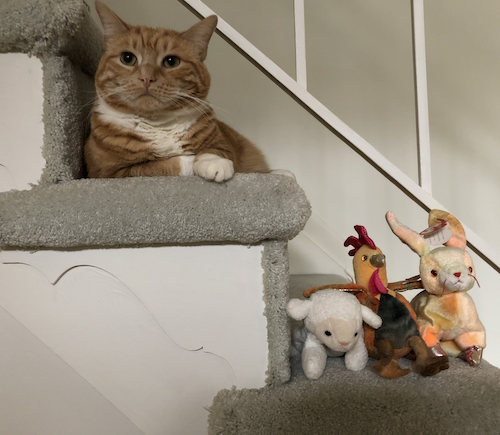 Image of Animal
