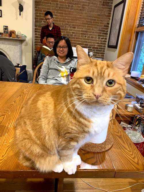 Image of Animal