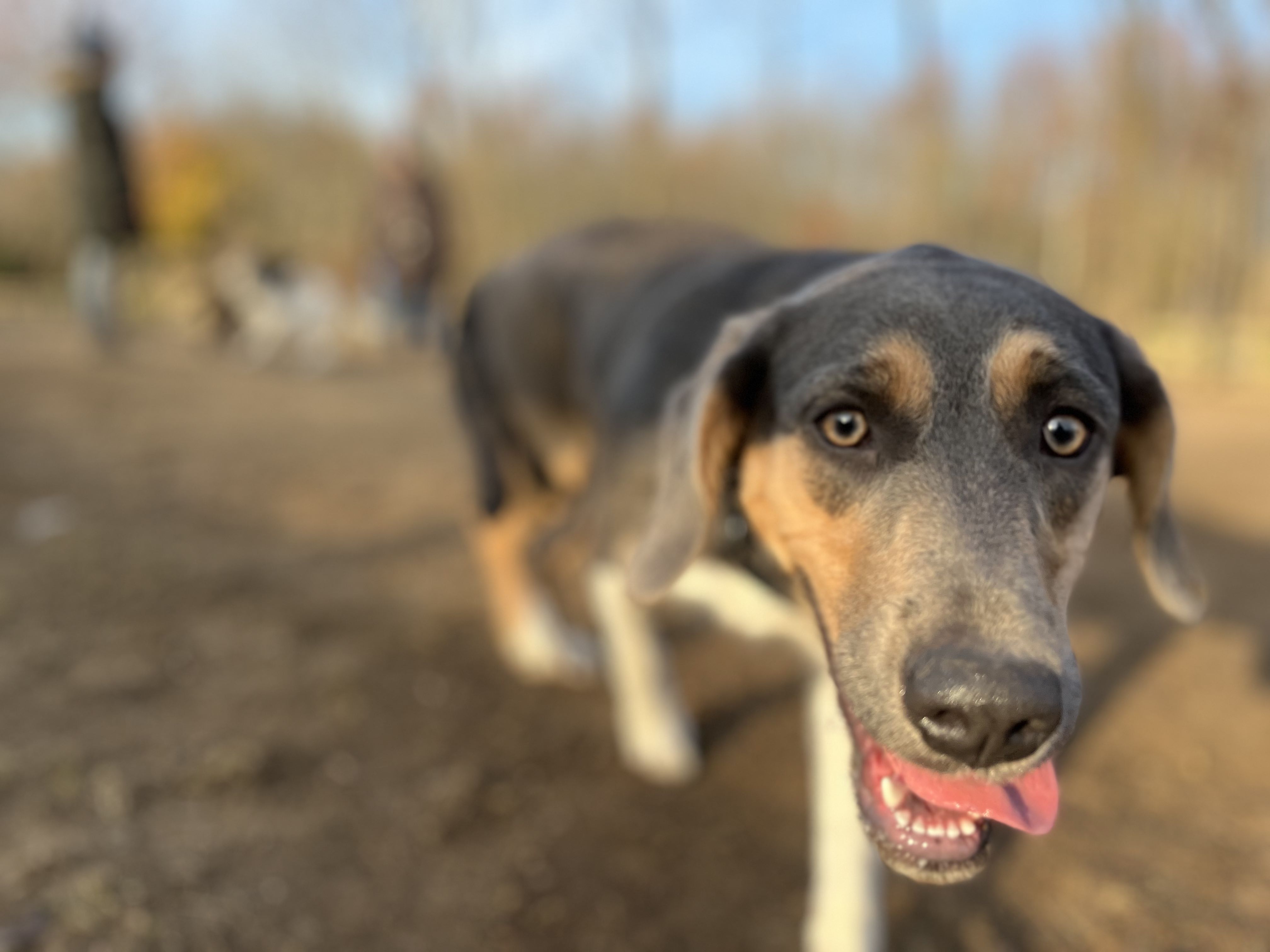 Image of Animal
